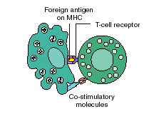 Antigen-Presenting Cell